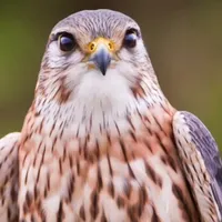 original sound - hdjsegrisg