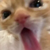 have a cupcake need to know