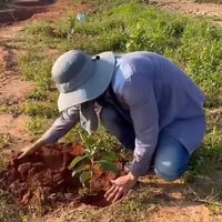 phutawan_farm