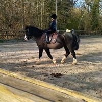 sophia_horses45