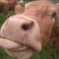 la.ferme.des.trioules