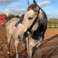 arthurs_equi_adventure