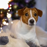 оригінальний звук