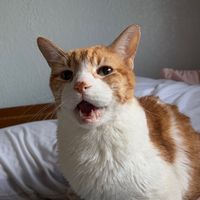 cheetotheorangekitty