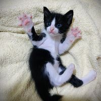 clipcatcat
