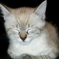 original sound - catstender