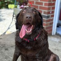 oakley.rosethechocolab
