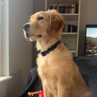 golden__boysimba