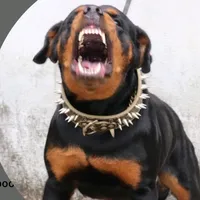 original sound - fastcountentertainment