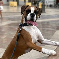 kikotheboxer
