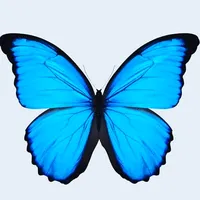 original sound - templatescapcut.21