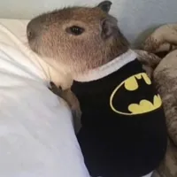 original sound - saltysardina