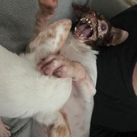 specialneedsnjchihuahuas