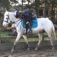 j.cshowjumping