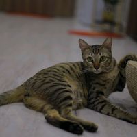 anphuong_419