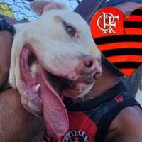 pitbullpaz