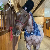 mehorsesandlifeforever