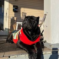 tobyandbuttonhole2.0