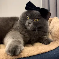 original sound - catpixel_meow