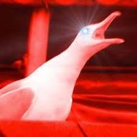 seagullboy