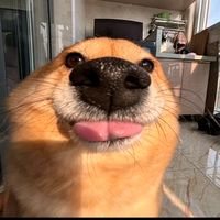 isduckycool2
