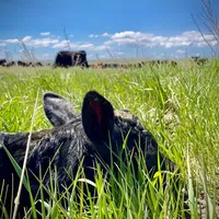 original sound - codyheidrich