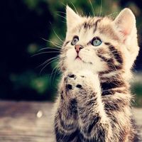 трек в тгк cloudeluxe