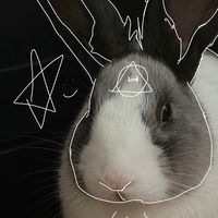 bunny_paws4