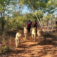 tanzania_safari_786