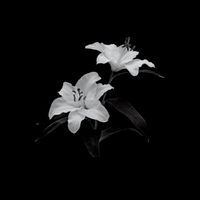 marcaroni_and.cheese