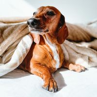 sansa.dachshundqueen