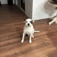 thegirlwiththepurpletoes