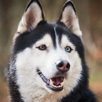 husky_untamed0