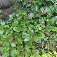 original sound - angeladally5