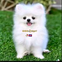 សំឡេងដើម - ༆ PU.OUN.༆