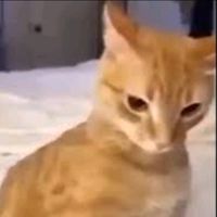 PERO EL TELEFONO ESTA BUENO