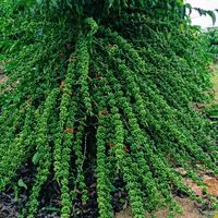 valdeirhenckereggert