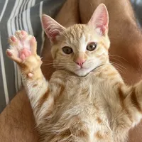 original sound - ellie_thetabby