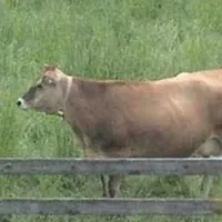 original sound - 4m3liah