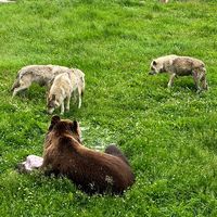 оригинальный звук