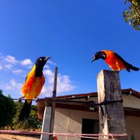 aves_do_nordeste