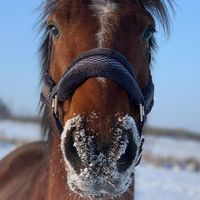 becksthehorse