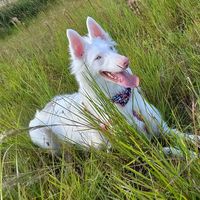 lunaabodercollie