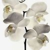 _white.orchid_1