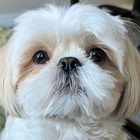 hughtheshihtzu