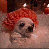 petsdadepressao