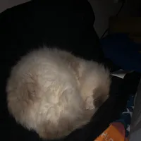 original sound - cat.much0