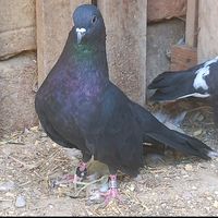 صوتي شتهر
