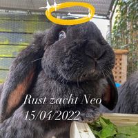 4.troetelbeertjes