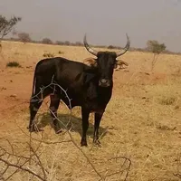 original sound - lipuleni29